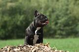BOULEDOGUE FRANCAIS 687